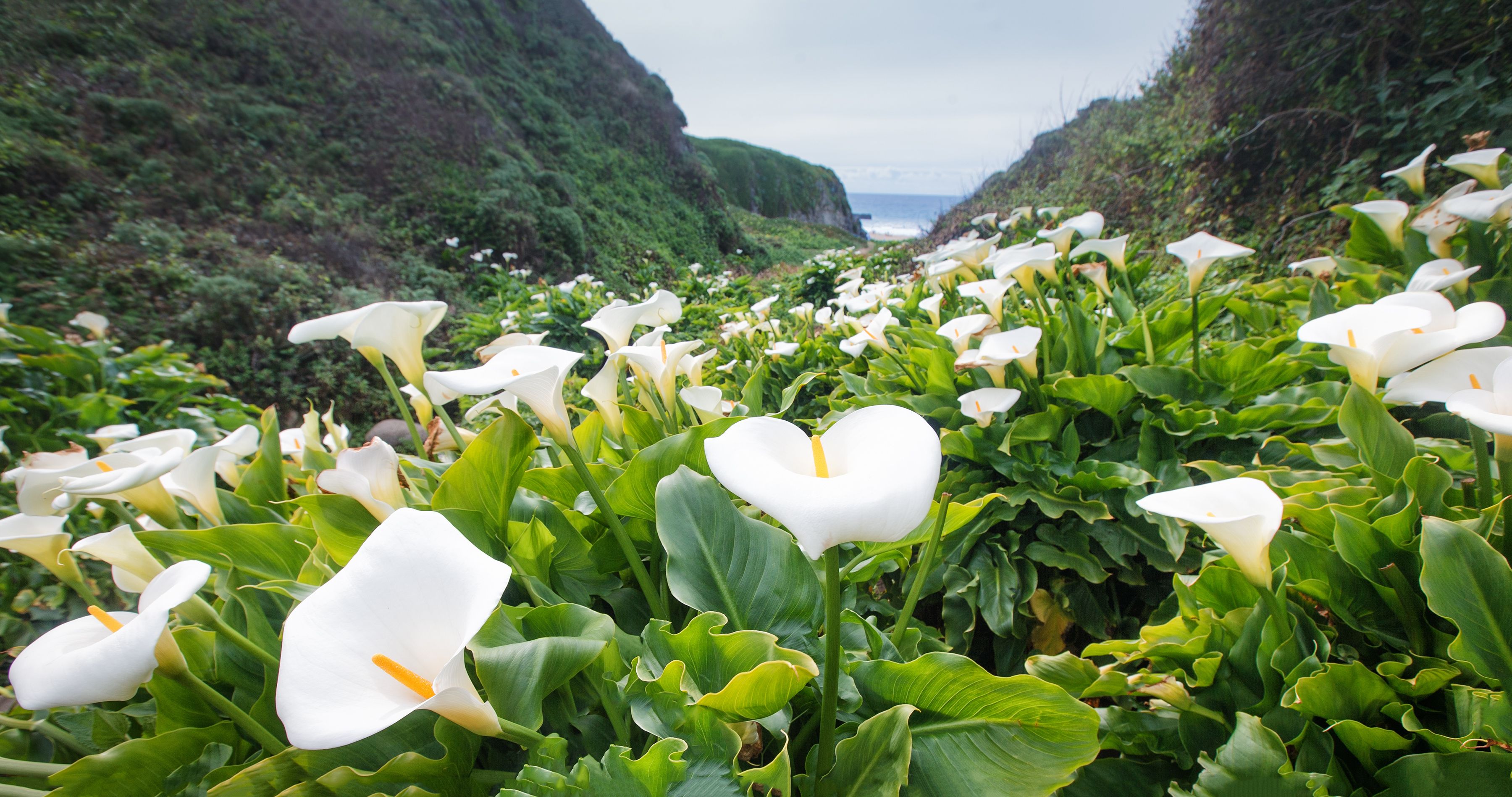 Garrapata State Park