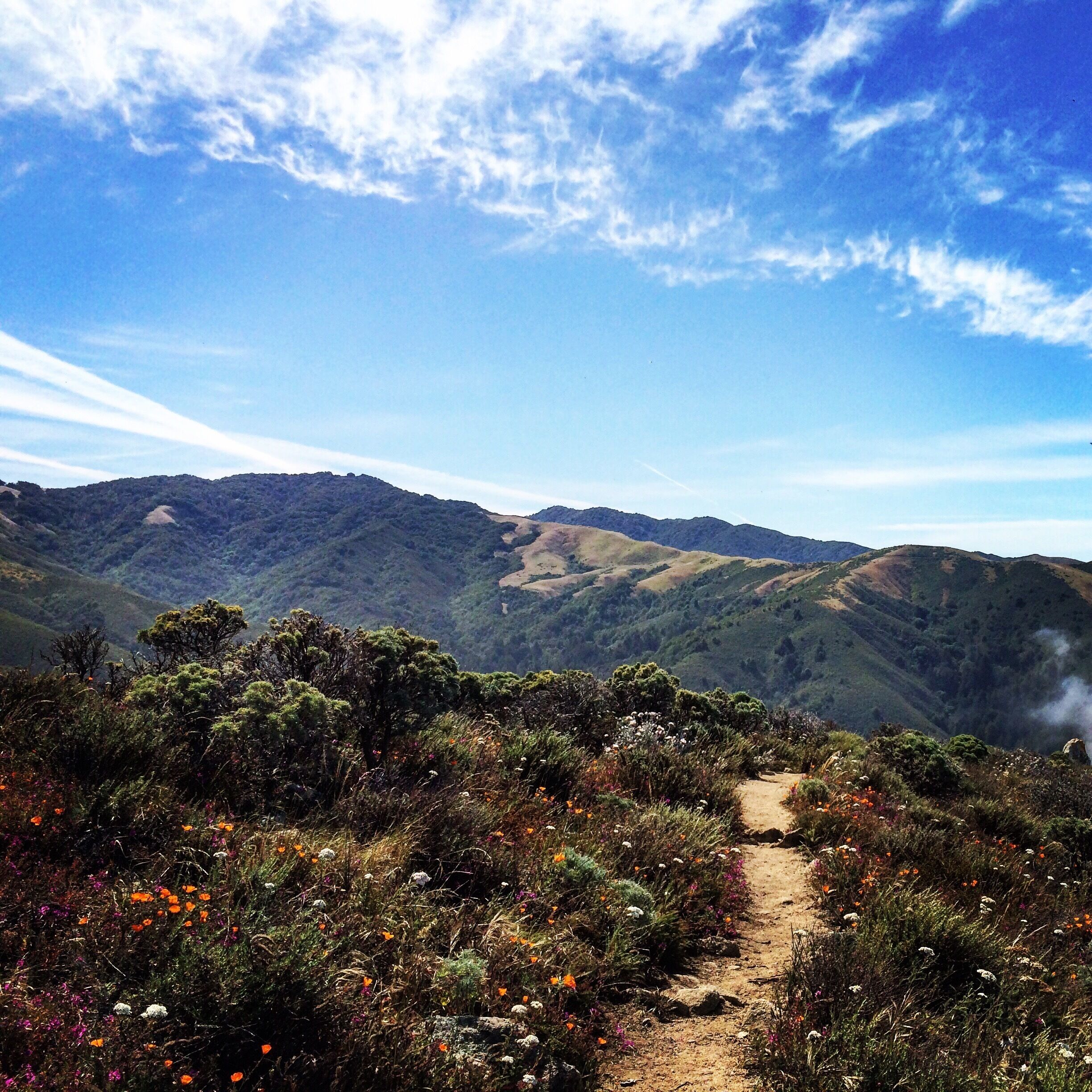 Rocky Ridge Trail, located in Garrapata State Park, is a quick hike that ascends about 1800 feet over the Highway 1 coastline.

The vegetation and foliage along the trail are beachy and ambrosial. Once you emerge through the inevitable fog bank near the top of the hill, the views of Big Sur are spectacular.  