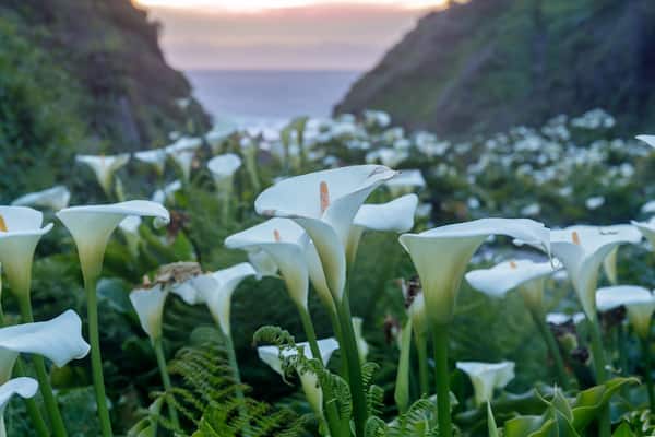 Un campo de flores blancas con un paisaje costero al fondo.