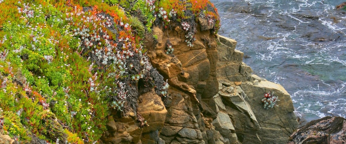 While driving South between Monterrey and Big Sur along the rugged coastal highway 1, Lynn and I saw a picturesque trail winding down to the ocean cliffs. This is one of the 100s of pictures we took along this short hike. Perched on this bluff was a nesting seagull and the flowers were blooming along the entire coast. 
#Nature
#Trovember