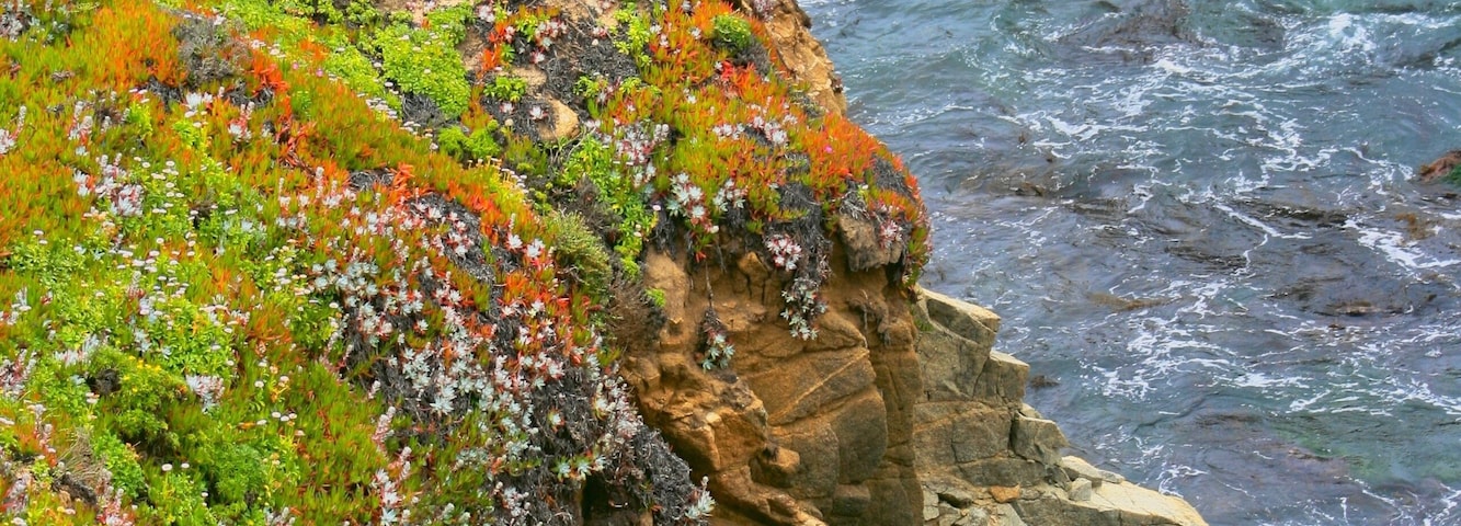 While driving South between Monterrey and Big Sur along the rugged coastal highway 1, Lynn and I saw a picturesque trail winding down to the ocean cliffs. This is one of the 100s of pictures we took along this short hike. Perched on this bluff was a nesting seagull and the flowers were blooming along the entire coast.
#Nature
#Trovember