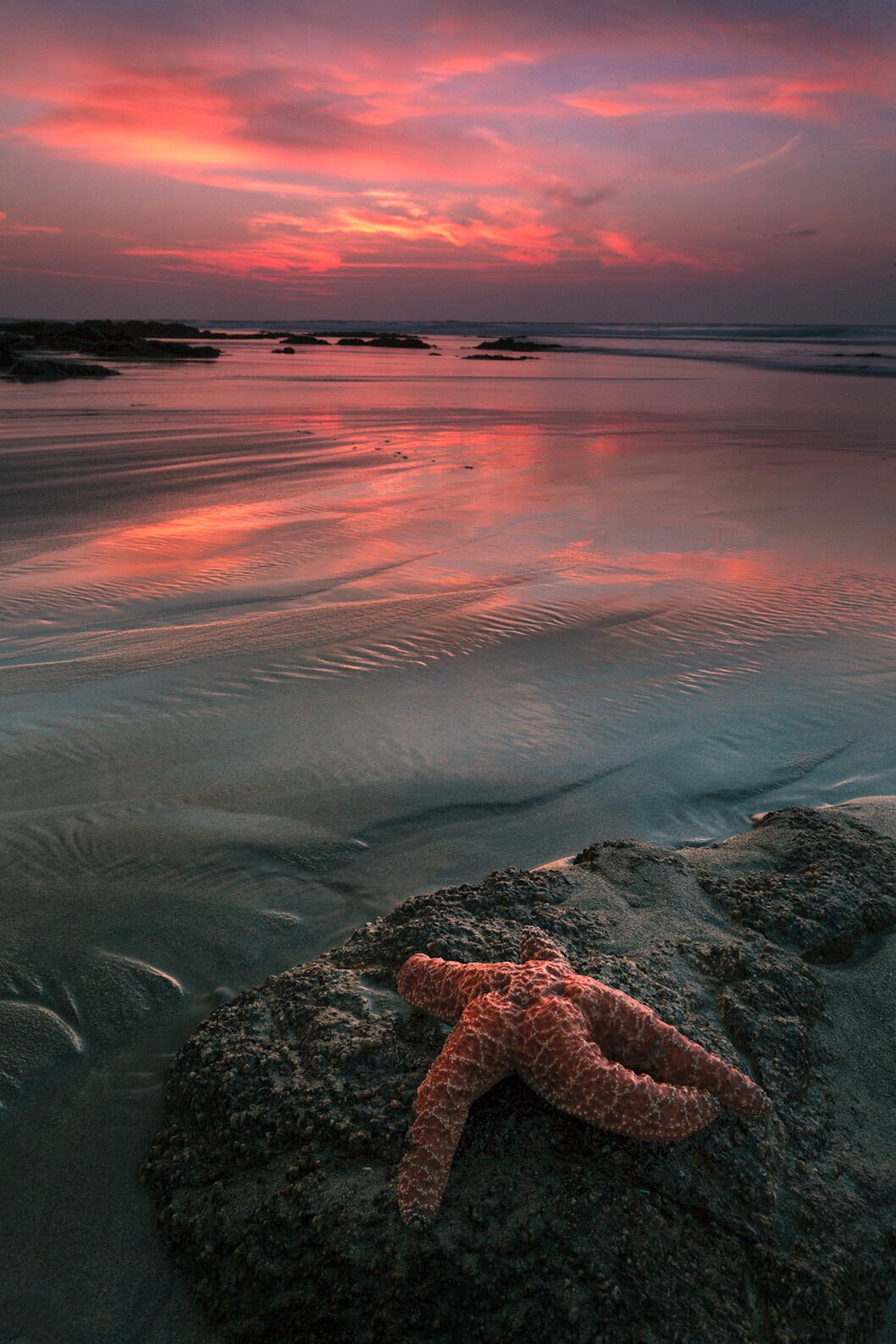 Pacific Coast Highway has some of the best tide pool areas in California.  Starfish, anemones, sea urchins, you name it.  Great for sunsets as well.   Pescadero state beach is halfway between Santa Cruz and Half Moon bay.