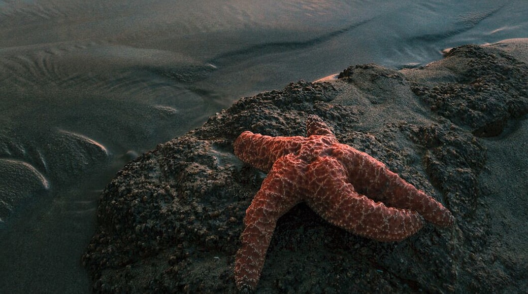 Pacific Coast Highway has some of the best tide pool areas in California. Starfish, anemones, sea urchins, you name it. Great for sunsets as well. Pescadero state beach is halfway between Santa Cruz and Half Moon bay.