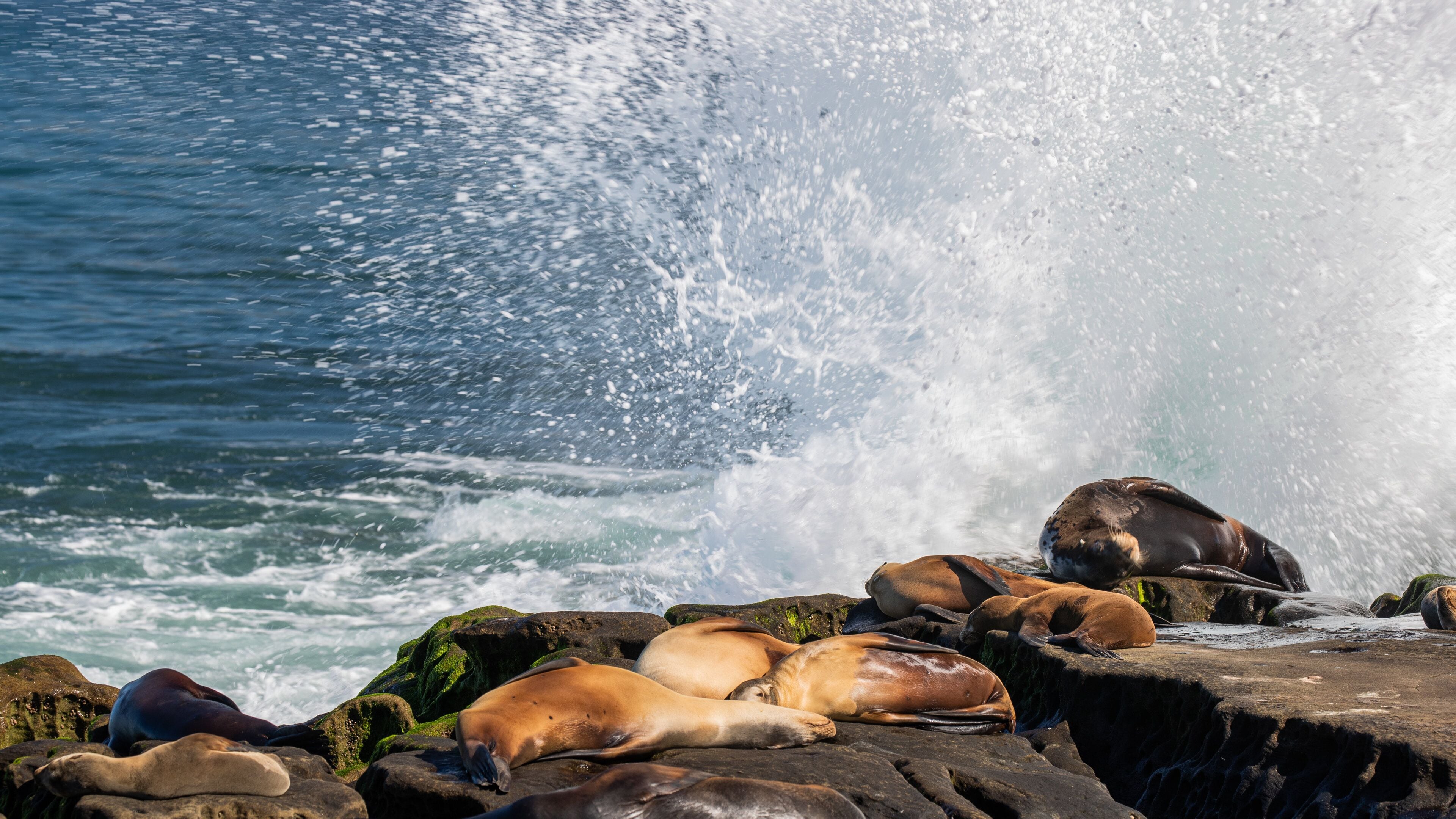 Ellen Browning Scripps Park which includes rugged coastline, general coastal views and waves