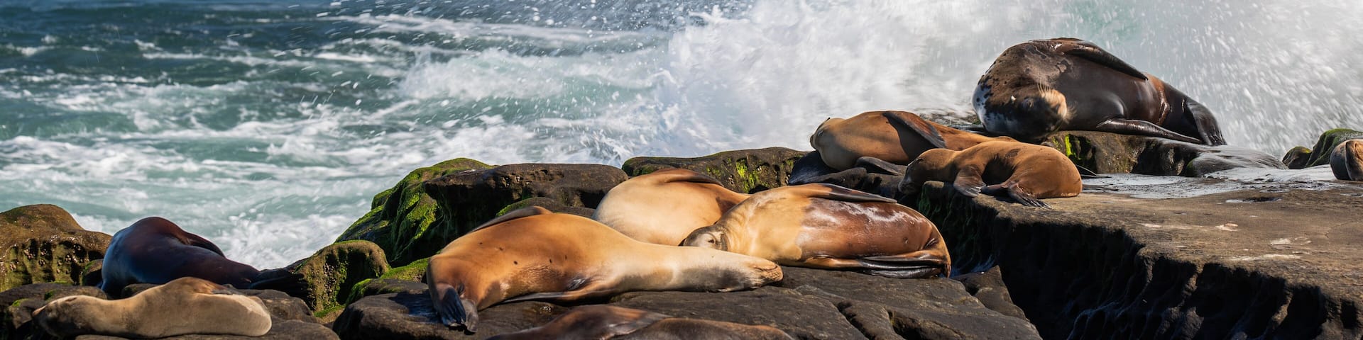 Ellen Browning Scripps Park which includes rugged coastline, general coastal views and waves