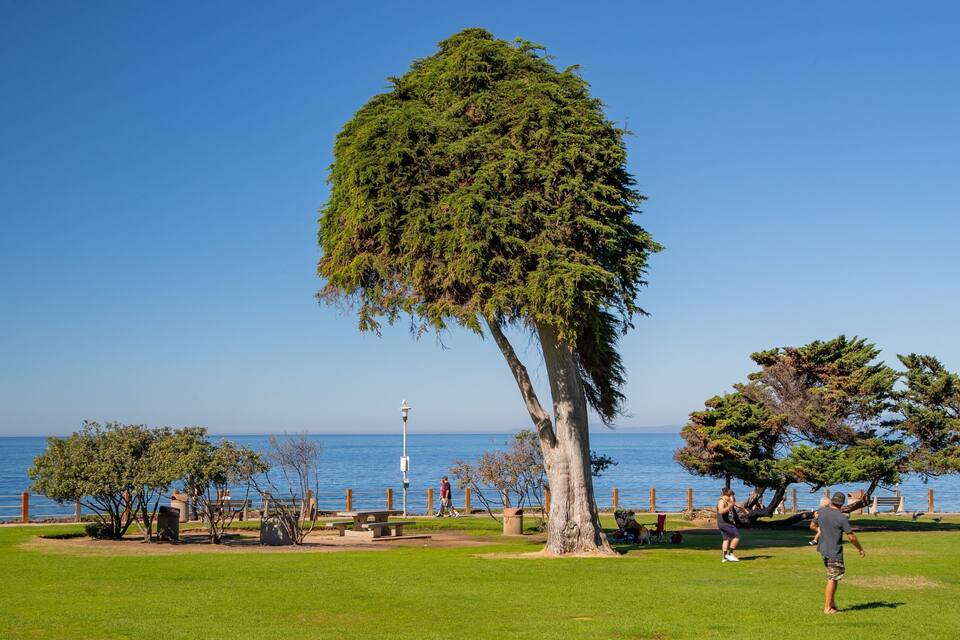 Un parc amb un arbre gran, una banca i vistes al mar.