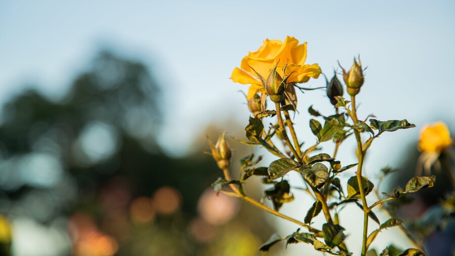Inez Grant Parker Memorial Rose Garden