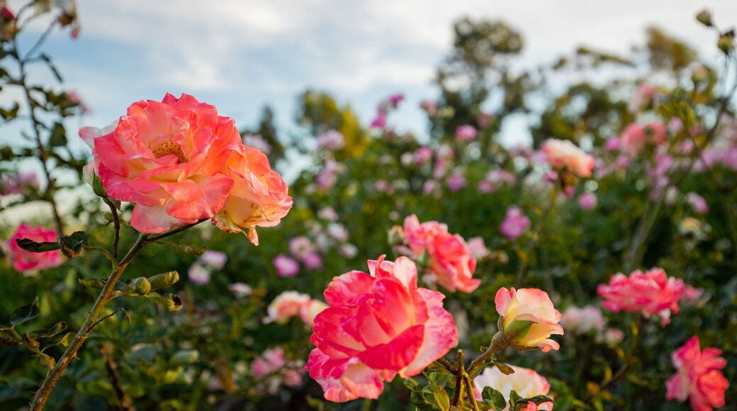 Inez Grant Parker Memorial Rose Garden