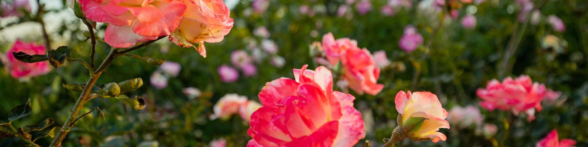 Inez Grant Parker Memorial Rose Garden