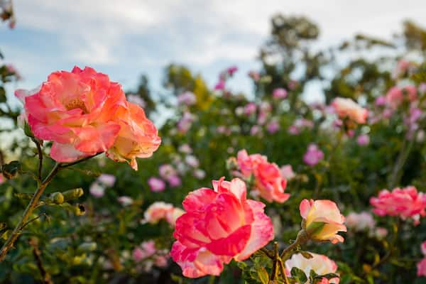 Inez Grant Parker Memorial Rose Garden