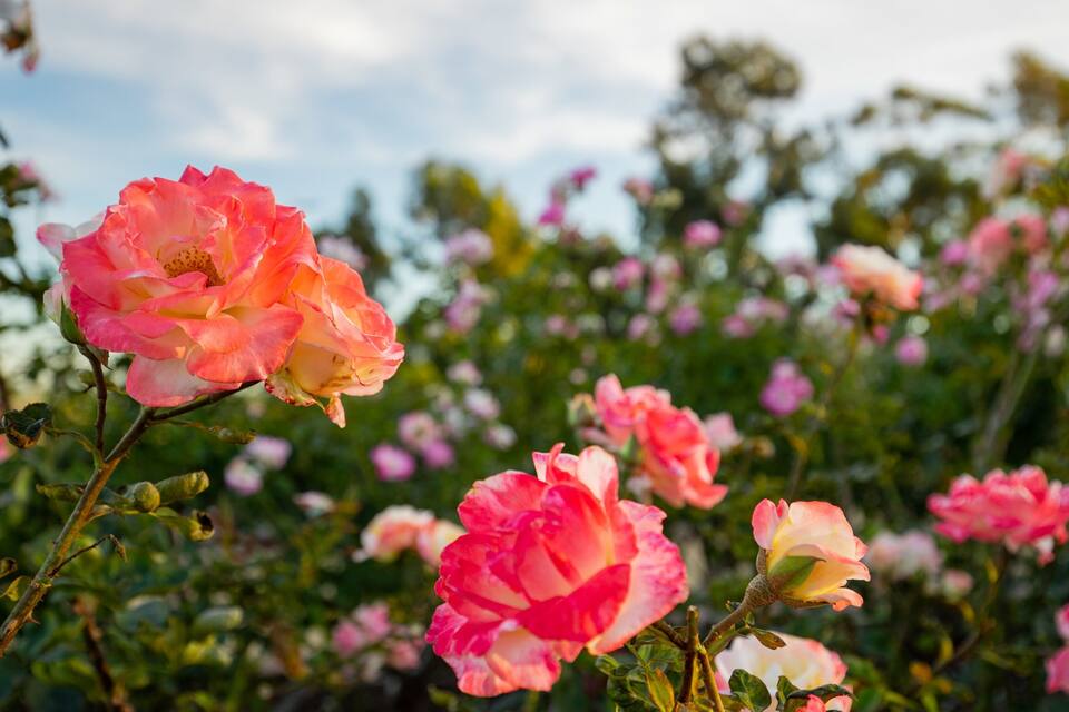 Pink roses in full bloom against a backdrop of a clear sky.