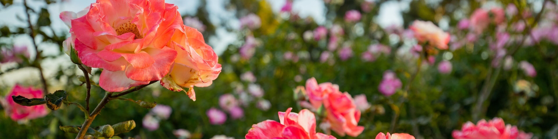 Inez Grant Parker Memorial Rose Garden