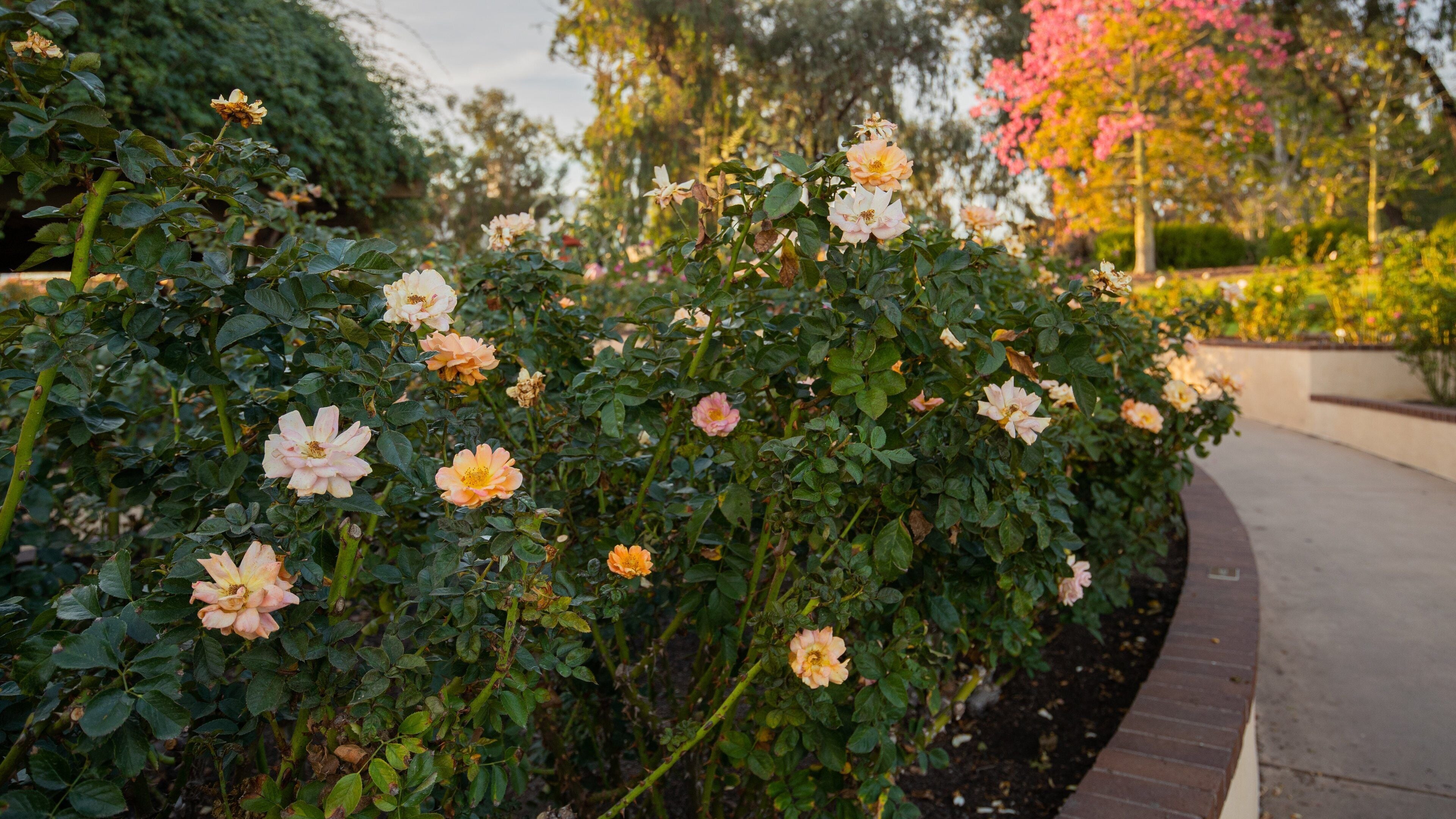 Inez Grant Parker Memorial Rose Garden