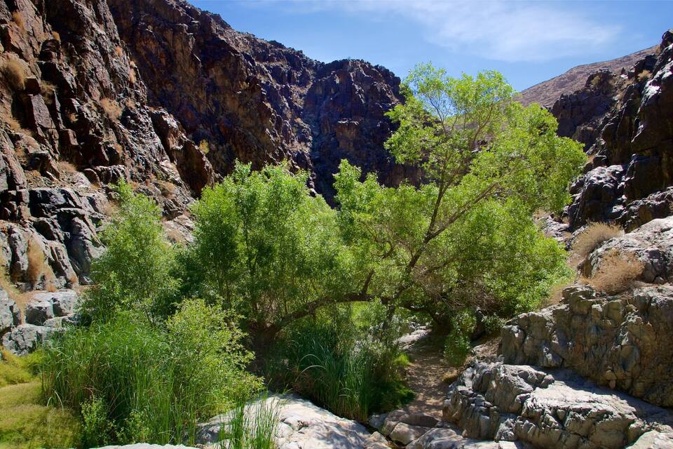 A canyon with rocky cliffs and green vegetation.
