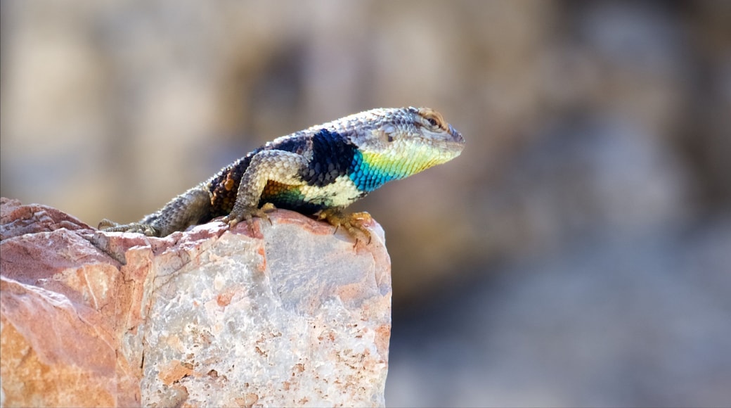 Death Valley which includes animals