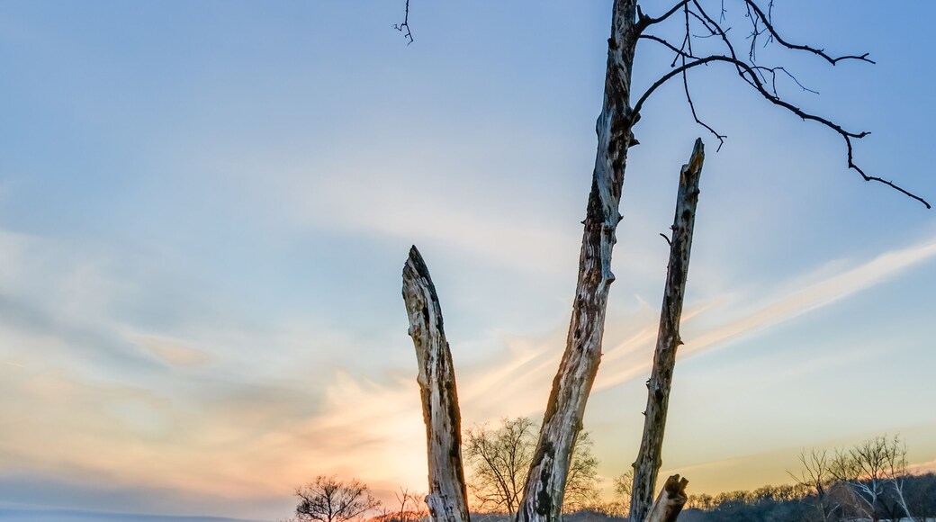 Neosho River and silhouetted trees at day's end. Northeastern Oklahoma
