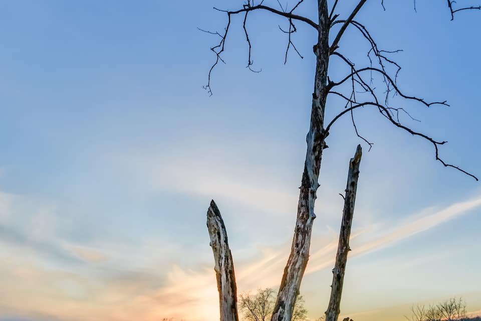 Neosho River and silhouetted trees at day's end. Northeastern Oklahoma