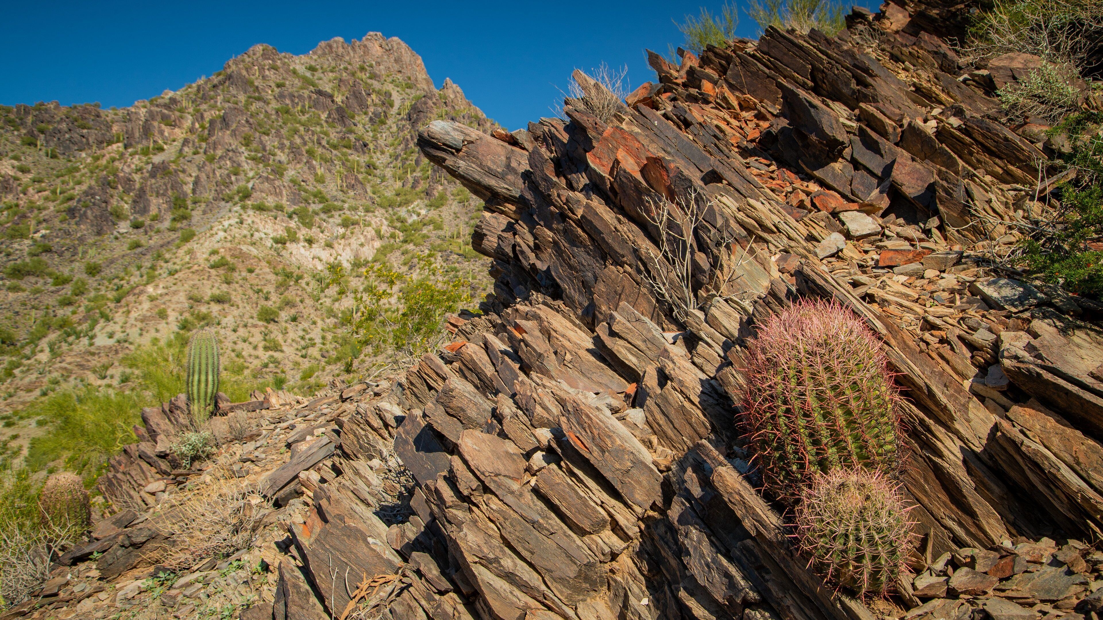 Phoenix Mountain Preserve which includes desert views