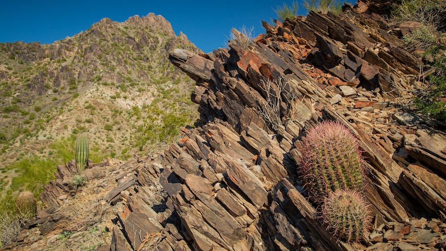Phoenix Mountain Preserve which includes desert views
