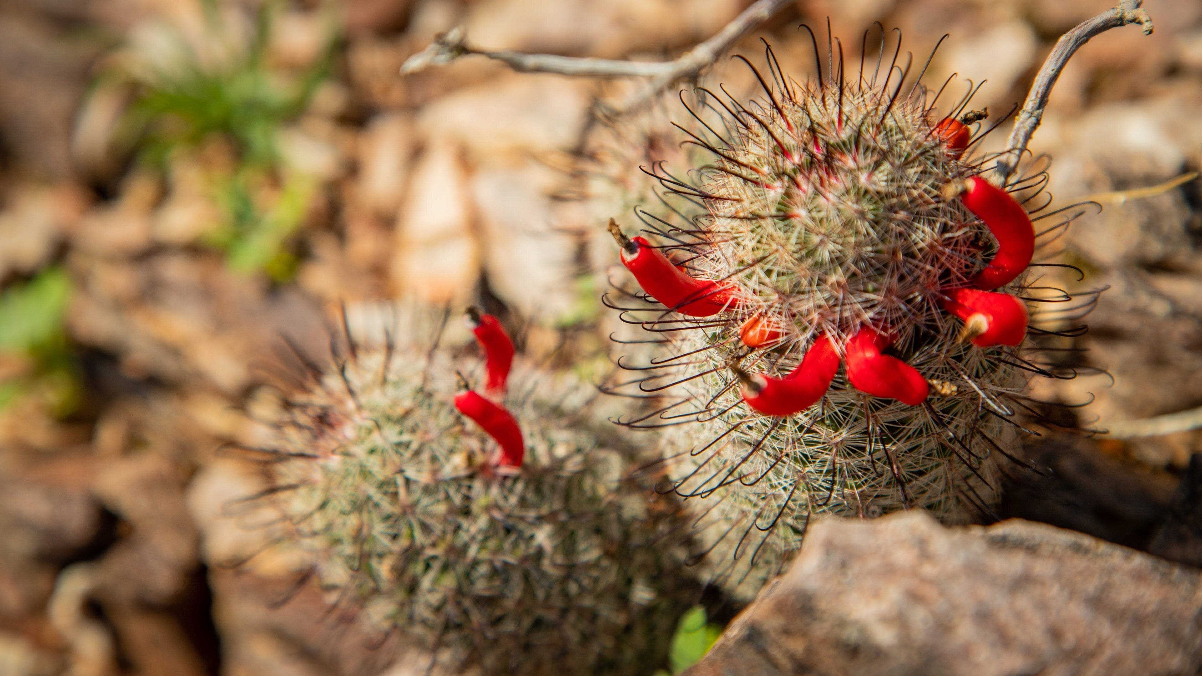 Phoenix Mountain Preserve which includes wildflowers