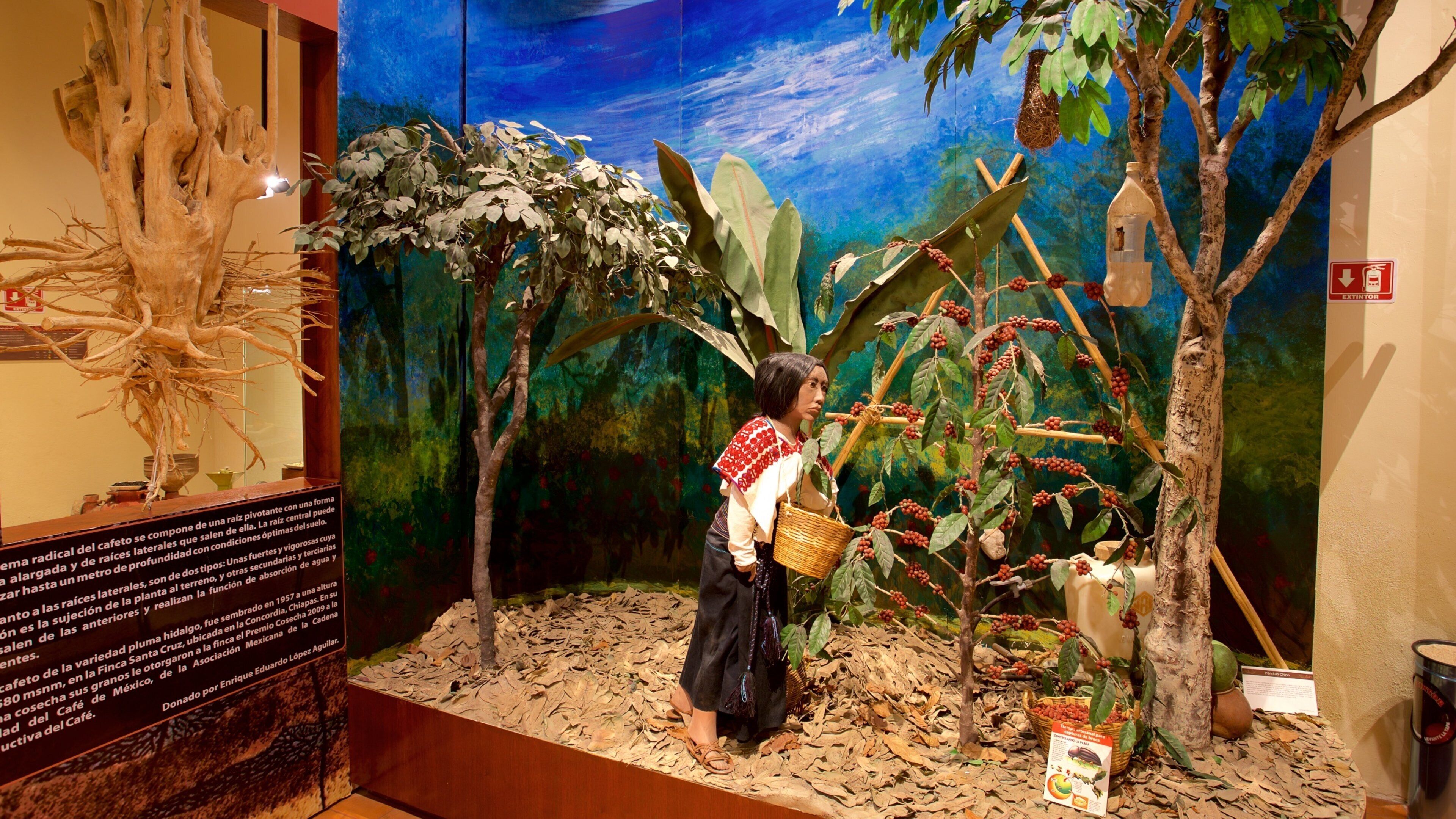 Museo del café ofreciendo vistas interiores