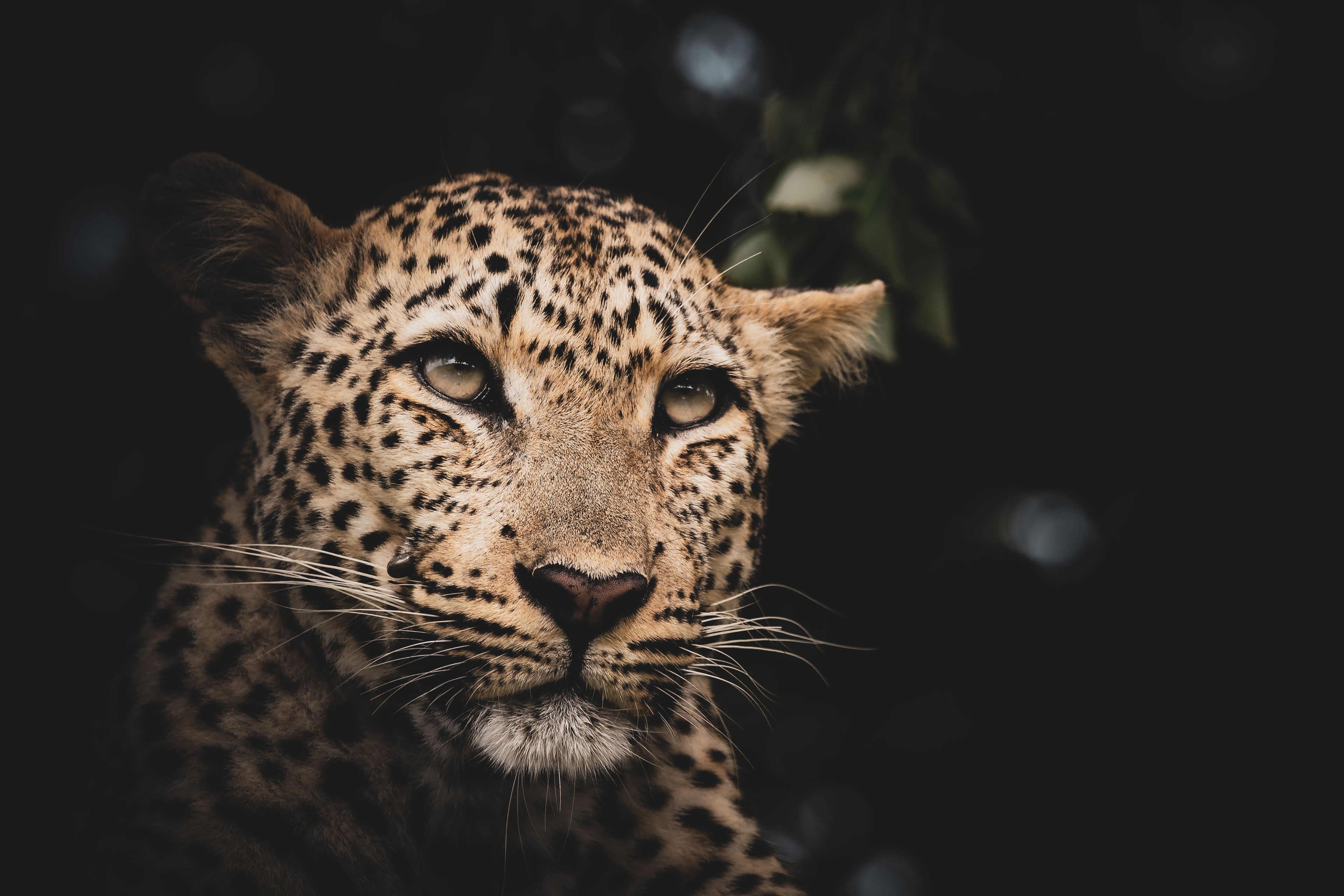 Stunning leopard portrait 