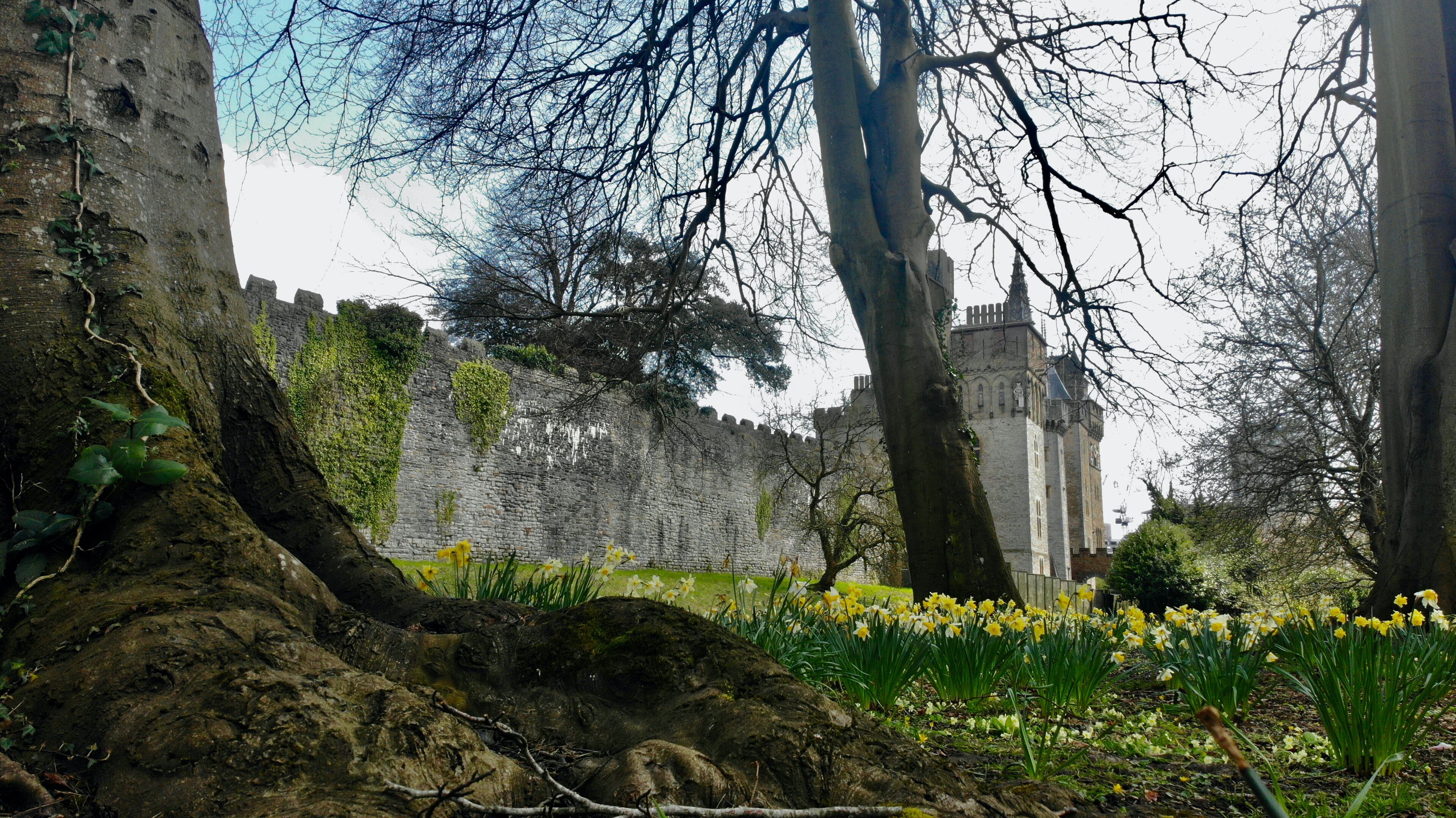 Cardiff Castle in Spring. The daffodils, the national emblem of Wales bloom in Sophia Gardens and border the castle walls creating a very Welsh landscape
