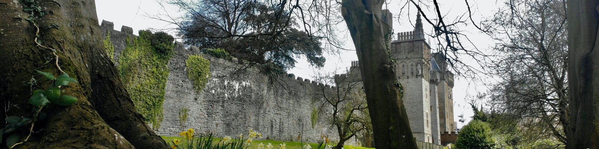 Cardiff Castle in Spring. The daffodils, the national emblem of Wales bloom in Sophia Gardens and border the castle walls creating a very Welsh landscape