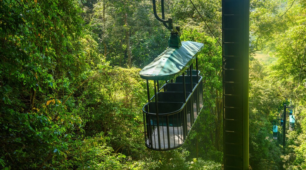 Regnskogseventyr Jaco