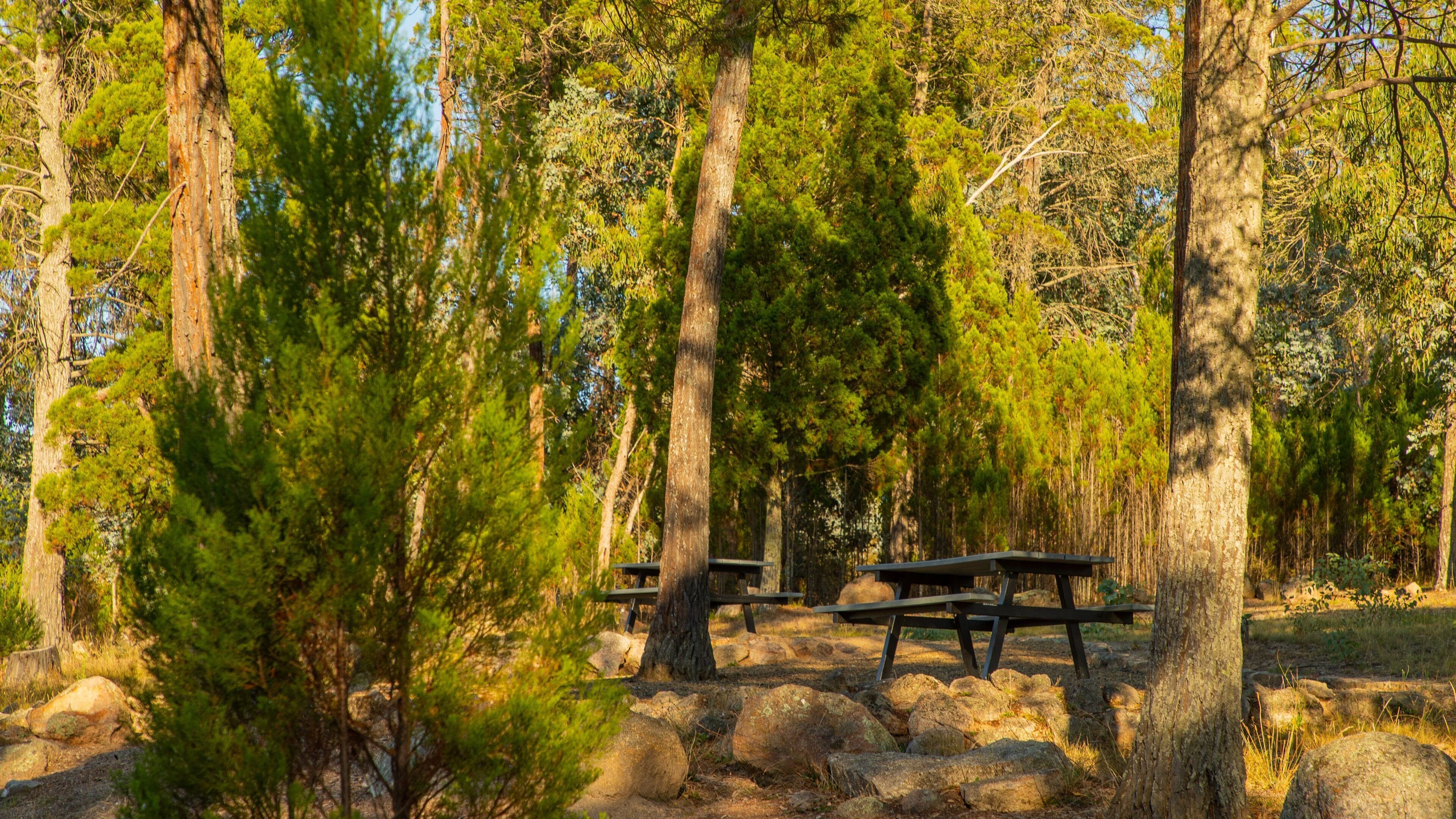 Woolshed Falls featuring forests and a park
