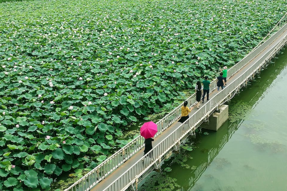 A bridge over a lotus pond with people walking.