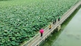 A bridge over a lotus pond with people walking.