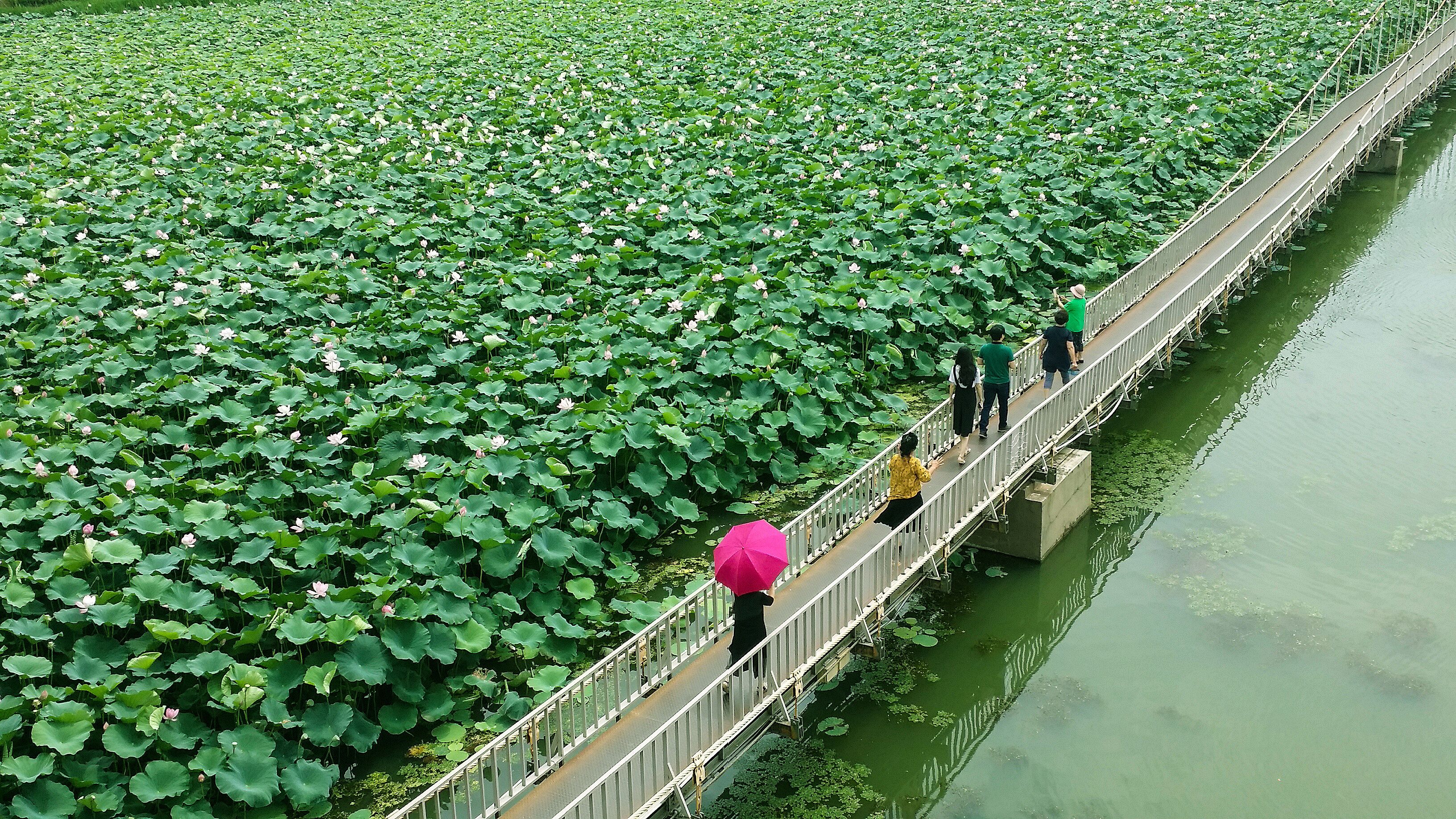 A bridge over a lotus pond with people walking.