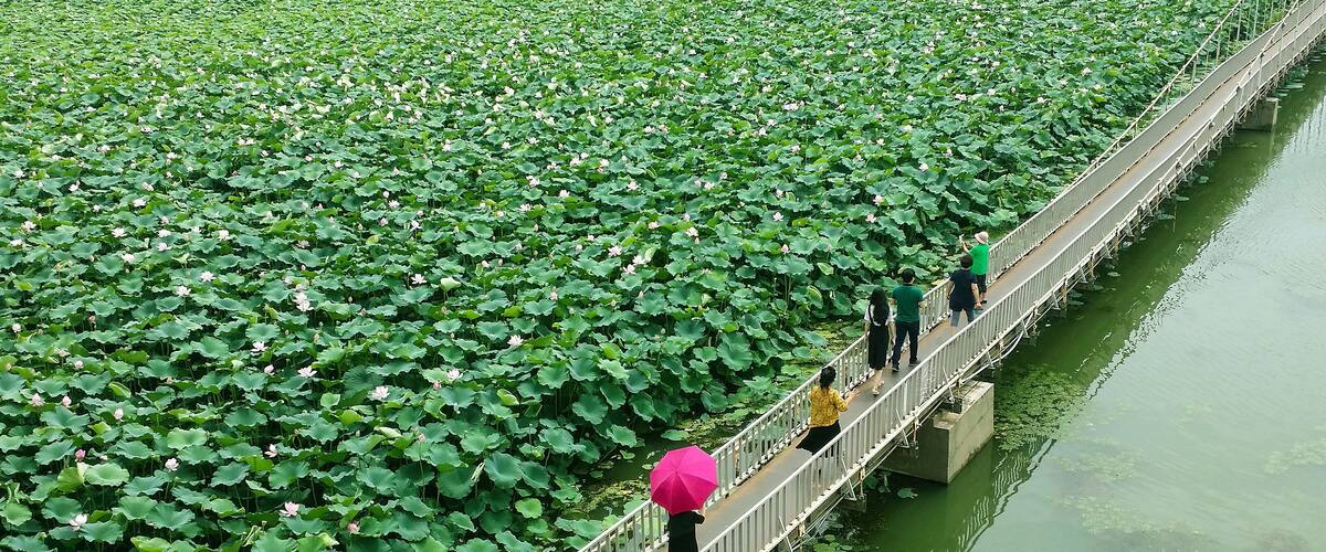 A bridge over a lotus pond with people walking.