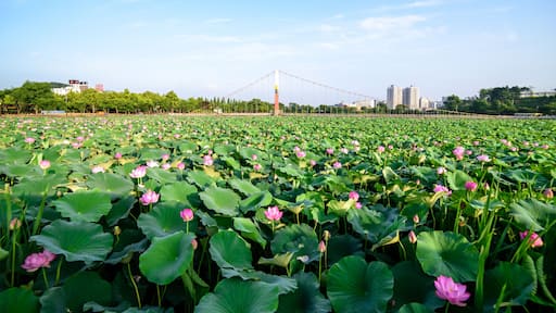 Lotus sky; Shutterstock ID 687657628; purchase_order: SF 06557000; job: ; client: ; other: