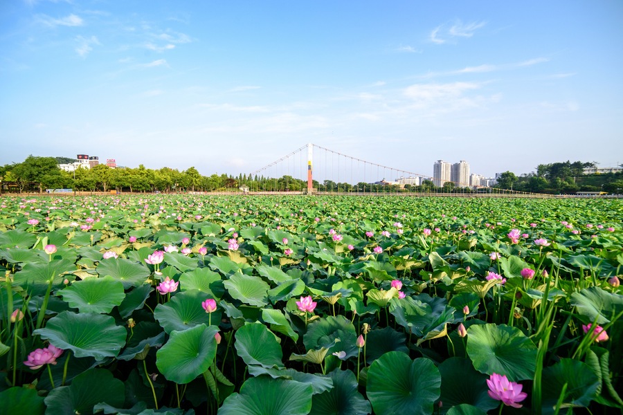 Lotus sky; Shutterstock ID 687657628; purchase_order: SF 06557000; job: ; client: ; other: