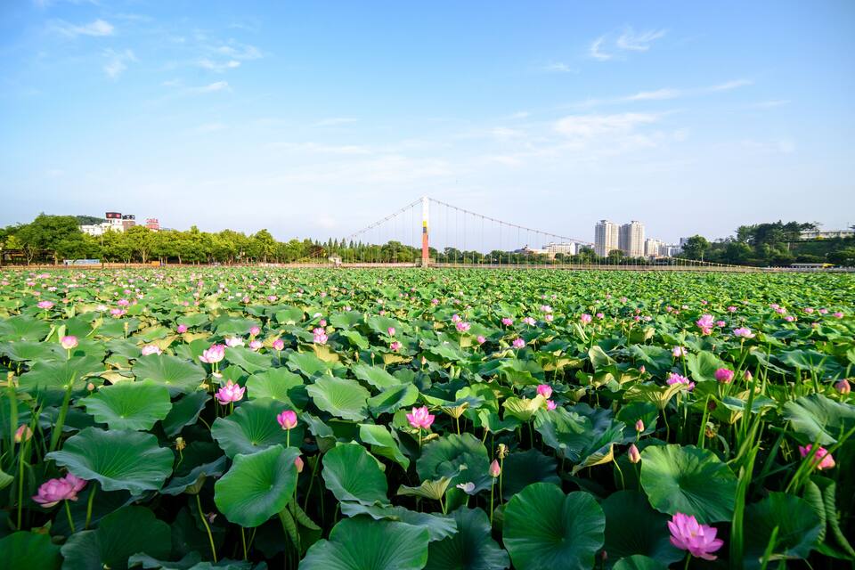 Um lago de lótus com flores cor-de-rosa e uma ponte ao fundo.