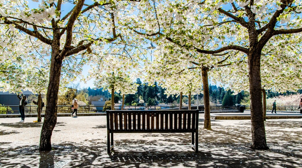 千禧廣場市公園