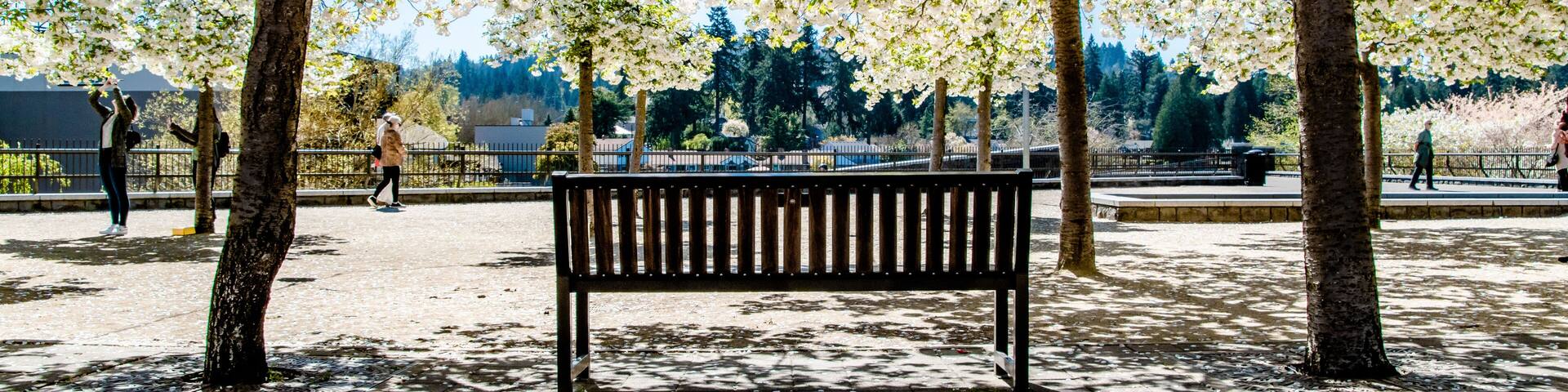 Blossom Cherry Blossom Trees Above Bench in Millennium Plaza Park of Lake Oswego Portland, Oregon