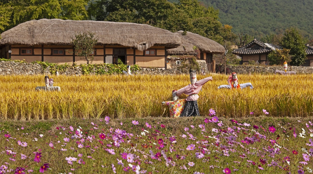 Oeam-ri, Asan-si, South Korea - October 13, 2011: Autumnal view of cosmos with pink and red flowers against scarecrows on golden yellow rice field and thatched and tiled house at Oeam Folk village