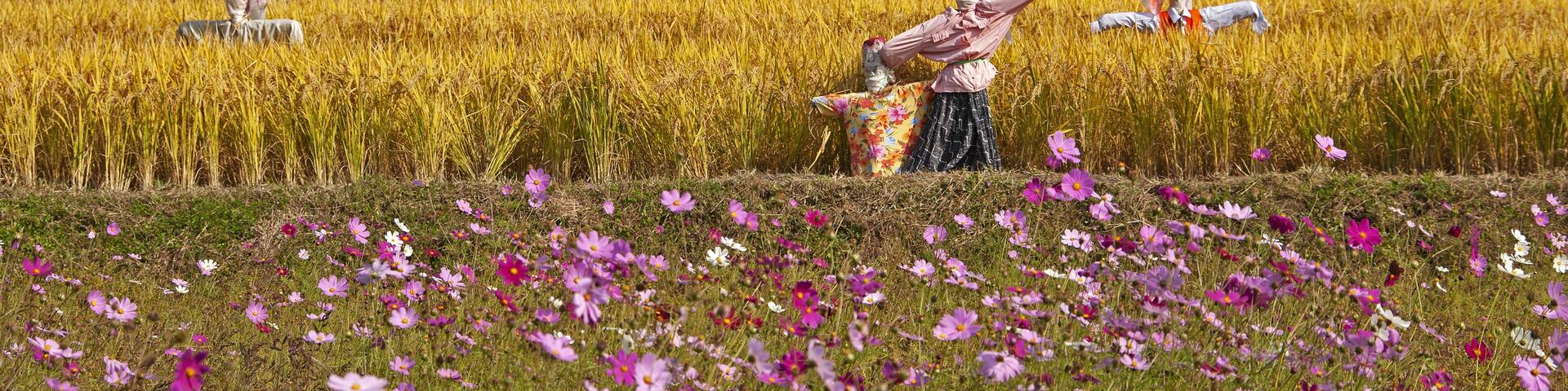 Oeam-ri, Asan-si, South Korea - October 13, 2011: Autumnal view of cosmos with pink and red flowers against scarecrows on golden yellow rice field and thatched and tiled house at Oeam Folk village
