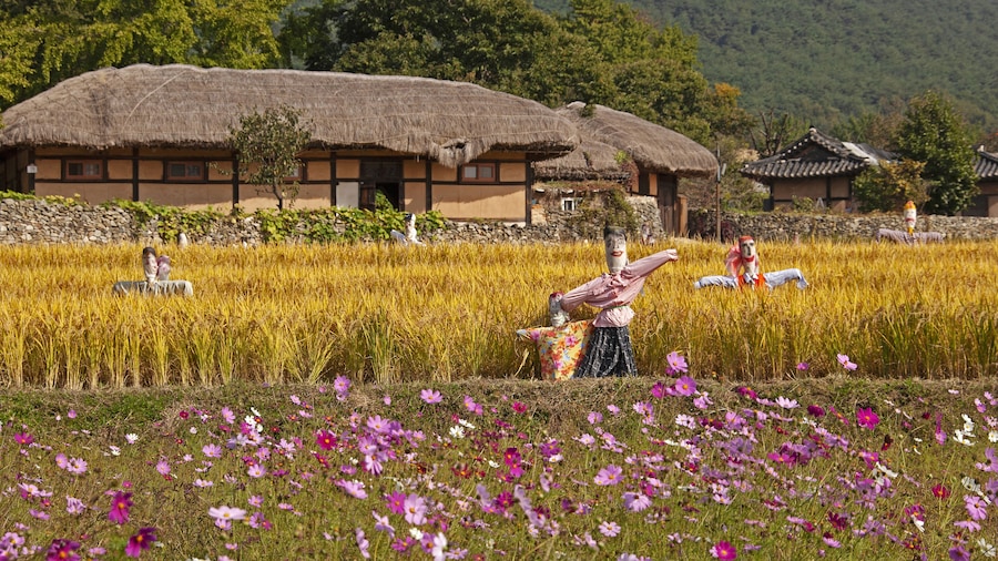 Oeam-ri, Asan-si, South Korea - October 13, 2011: Autumnal view of cosmos with pink and red flowers against scarecrows on golden yellow rice field and thatched and tiled house at Oeam Folk village