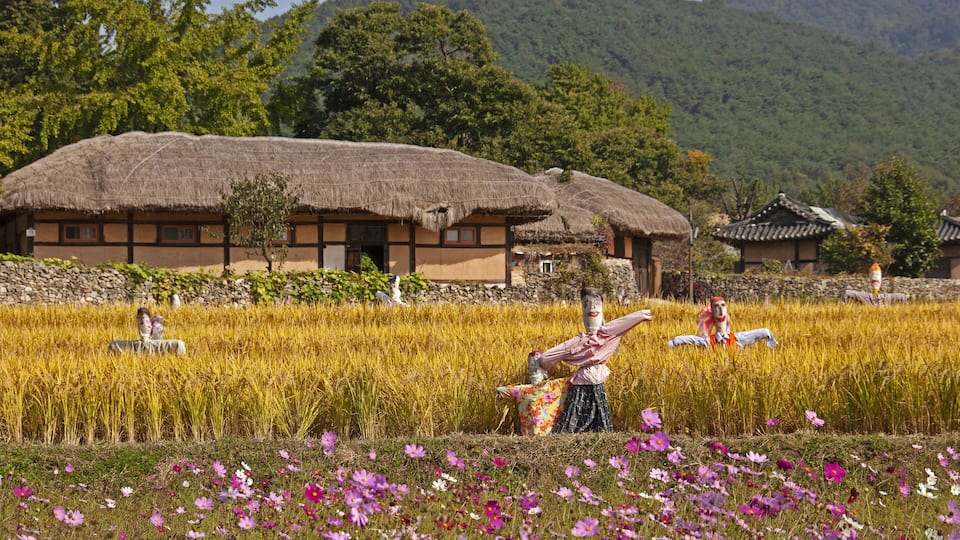 A traditional Korean house with a thatched roof, surrounded by a field of golden crops and purple flowers.