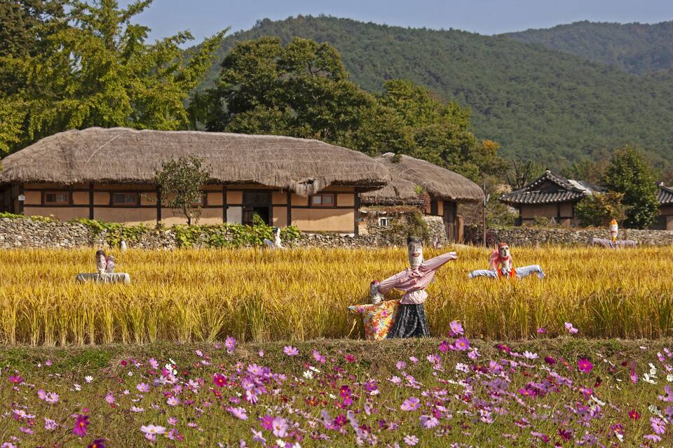 A traditional Korean house with a thatched roof, surrounded by a field of golden crops and purple flowers.