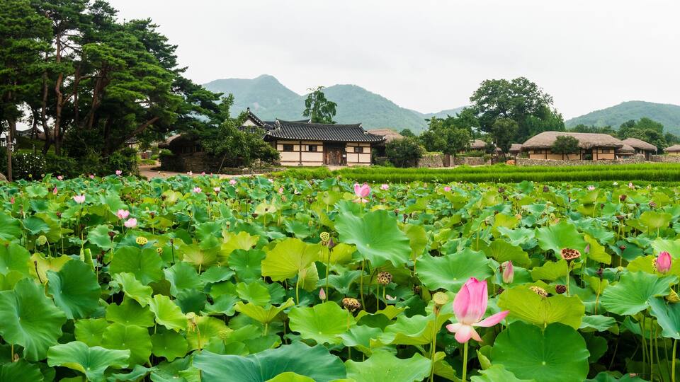 A serene landscape with a traditional house surrounded by lush green fields and lotus flowers.