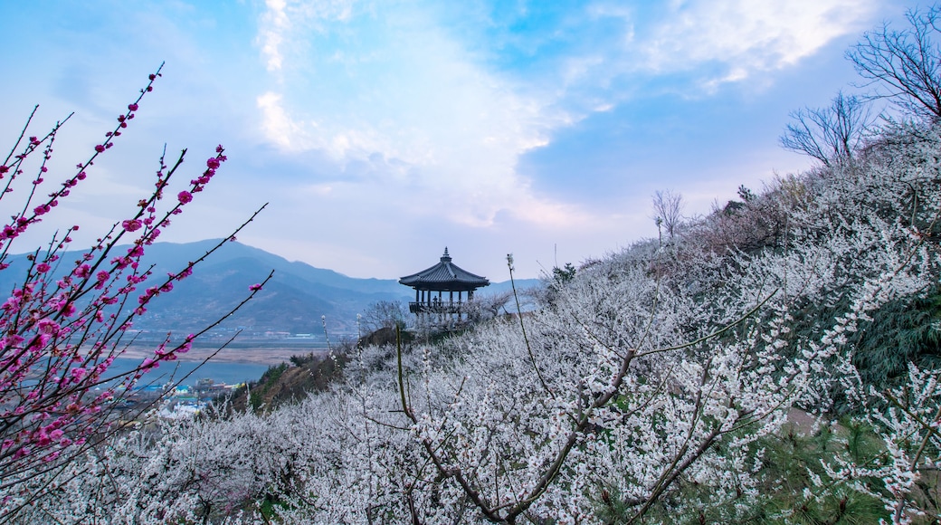 Cheong Maesil Farm of Gwangyang is beautifully plum blossoms., Shutterstock ID 775255552, SF SSA Case with Manager Approval: Case 07151371, Job: Prepay credit, Client/Licensee: , Other: