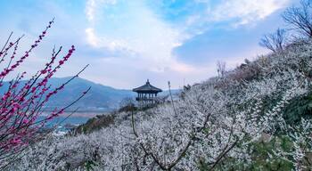 Cheong Maesil Farm of Gwangyang is beautifully plum blossoms., Shutterstock ID 775255552, SF SSA Case with Manager Approval: Case 07151371, Job: Prepay credit, Client/Licensee: , Other: