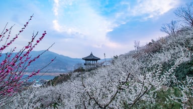 A traditional pavilion on a hill with blooming trees and a clear sky.