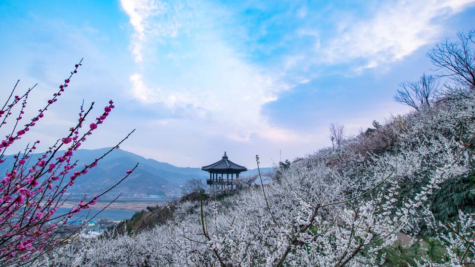 Cheong Maesil Farm of Gwangyang is beautifully plum blossoms., Shutterstock ID 775255552, SF SSA Case with Manager Approval: Case 07151371, Job: Prepay credit, Client/Licensee: , Other: