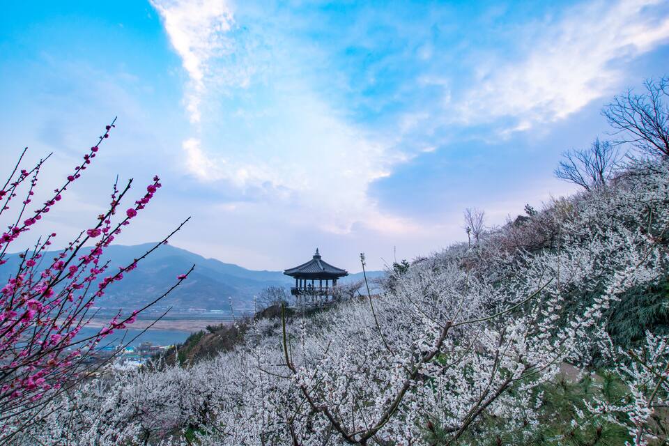 A traditional pavilion on a hill with blooming trees and a clear sky.